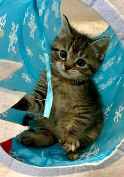 Domestic Short Hair Cats Available for Adoption in Urbandale, Iowa - Moira | PetCurious