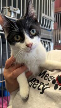 Domestic Short Hair Cats Available for Adoption in Virginia, Minnesota - Santiago | PetCurious