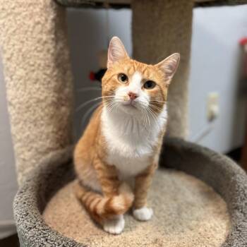 Tillman -  Domestic Short Hair Cat for Adoption in Fargo, North Dakota - Tillman | PetCurious