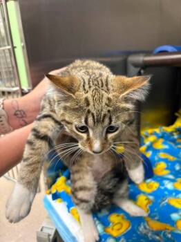 Cosmos -  Tabby Cat for Adoption in La Porte, Indiana - Cosmos | PetCurious