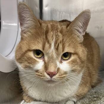 Domestic Short Hair Cats Available for Adoption - Galaxy | PetCurious