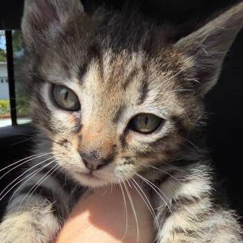 Jade -  Domestic Short Hair Cat for Adoption in Klamath Falls, Oregon - Jade | PetCurious