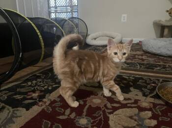 Frankie -  Domestic Short Hair Cat for Adoption in Herndon, Virginia - Frankie | PetCurious