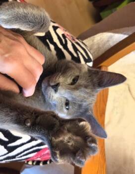 Shadow -  Domestic Short Hair Cat for Adoption in Union Grove, Wisconsin - Shadow | PetCurious