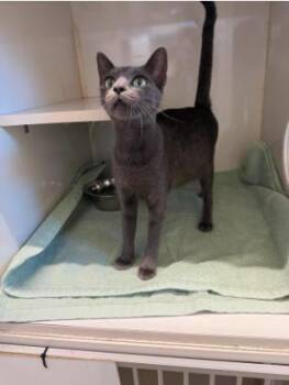 Nala -  Domestic Short Hair Cat for Adoption in Lampasas, Texas - Nala | PetCurious