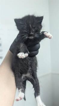 Domestic Short Hair Cats Available for Adoption in Fort Lauderdale, Florida - DOUGIE | PetCurious