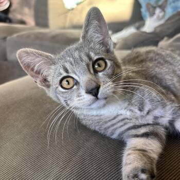 Jet -  Domestic Short Hair Cat for Adoption in Long Beach, California - Jet | PetCurious