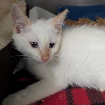 Orbit -  Domestic Medium Hair Cat for Adoption in Titusville, Florida - Orbit | PetCurious