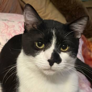 Mr. Wobbles -  American Shorthair Cat for Adoption in Albuquerque, New Mexico - Mr. Wobbles | PetCurious