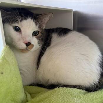 Domestic Short Hair Cats Available for Adoption in Cedaredge, Colorado - Django | PetCurious