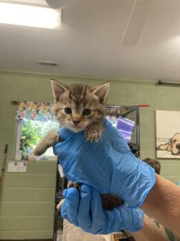 Domestic Short Hair Cats Available for Adoption in Burnsville, North Carolina - Spark Plug | PetCurious