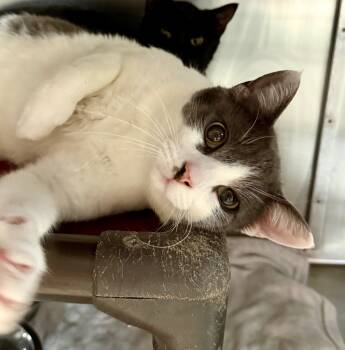 Rescue Domestic Short Hair Cats for Adoption in Fort Lupton, Colorado - Uncle Zucchini | PetCurious