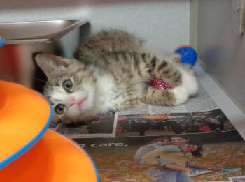 CURLY -  Tiger Cat for Adoption in Delhi, New York - CURLY | PetCurious
