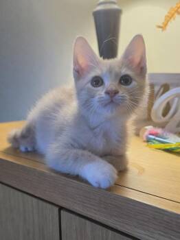 Malcolm -  Domestic Short Hair Cat for Adoption in Metamora, Illinois - Malcolm | PetCurious