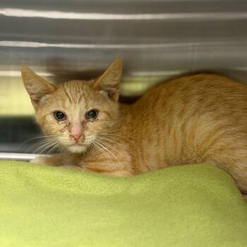 Sookie -  Domestic Short Hair Cat for Adoption in Cody, Wyoming - Sookie | PetCurious