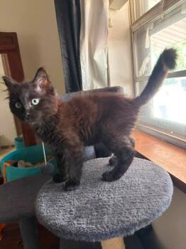 Pudding -  Domestic Long Hair Cat for Adoption in Miami, Oklahoma - Pudding | PetCurious