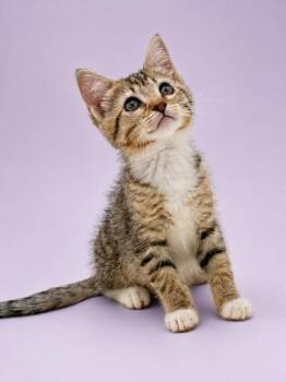Elizabeth -  Domestic Short Hair Cat for Adoption in Bowling Green, Kentucky - Elizabeth | PetCurious