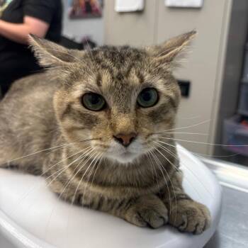 Poof -  Domestic Short Hair Cat for Adoption in Parkersburg, West Virginia - Poof | PetCurious