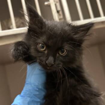 Pepperoni -  Domestic Medium Hair Cat for Adoption in Mason City, Iowa - Pepperoni | PetCurious