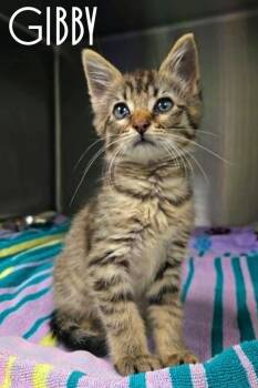 Gibby -  Domestic Short Hair Cat for Adoption in Blountville, Tennessee - Gibby | PetCurious