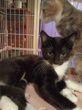 Cassie -  Domestic Short Hair Cat for Adoption in Liberty, New York - Cassie | PetCurious