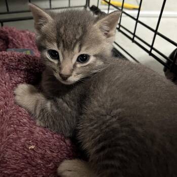 Folgers -  Domestic Medium Hair Cat for Adoption in Rocky Mount, Virginia - Folgers | PetCurious