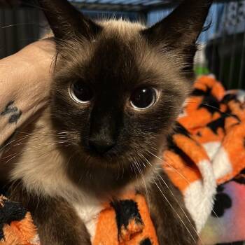 Katerina -  Siamese Cat for Adoption - Katerina | PetCurious