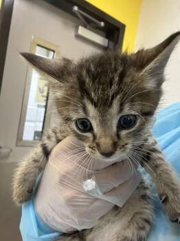 Pocus -  Domestic Short Hair Cat for Adoption in Raleigh, North Carolina - Pocus | PetCurious