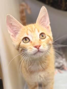 Ernest -  Domestic Short Hair Cat for Adoption in Menomonie, Wisconsin - Ernest | PetCurious