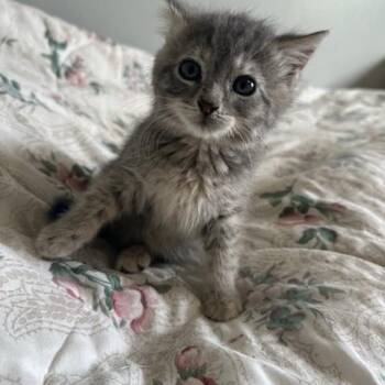 Molly -  Domestic Short Hair Cat Available for Adoption in Lakeville, Minnesota - Molly | PetCurious