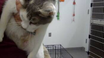 Rescue Domestic Short Hair Cats for Adoption - Tansy | PetCurious