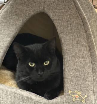 Koda -  Domestic Short Hair Cat for Adoption in Canonsburg, Pennsylvania - Koda | PetCurious