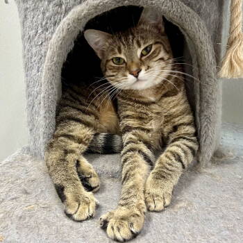 Rescue Tabby and Domestic Short Hair Cats for Adoption in Cincinnati, Ohio - Dawn 2025 | PetCurious