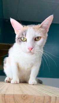 Lexi -  Domestic Short Hair Cat for Adoption in Batesville, Arkansas - Lexi | PetCurious