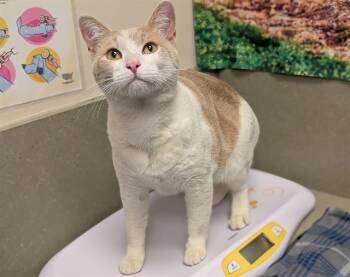 Rescue Domestic Short Hair Cats for Adoption in Moreno Valley, California - A546625 | PetCurious