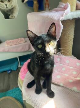 HIDE & SEEK -  American Shorthair Cat for Adoption in Oakland Park, Florida - HIDE & SEEK | PetCurious