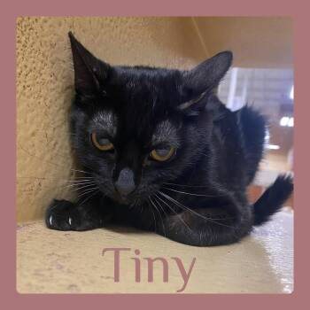 Tabby Cats Available for Adoption in Lawton, Oklahoma - TINY | PetCurious