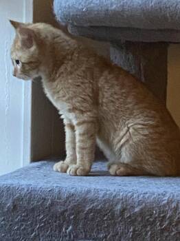 Rescue American Shorthair Cats for Adoption in Jersey City, New Jersey - Mango | PetCurious