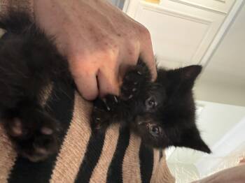 Domestic Short Hair Cats Available for Adoption in Fruit Heights, Utah - Chips | PetCurious