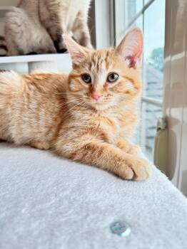 Aria -  Domestic Medium Hair Cat for Adoption in Walled Lake, Michigan - Aria | PetCurious