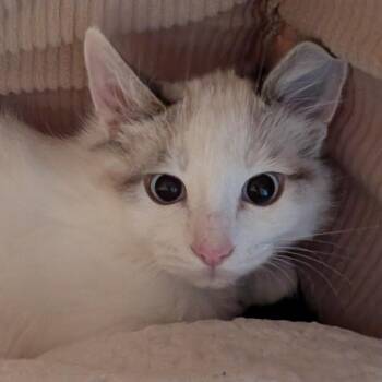 Rami -  Domestic Medium Hair Cat for Adoption in Sonoma, California - Rami | PetCurious