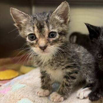 Jaleesa -  Domestic Short Hair Cat for Adoption in Richmond, Virginia - Jaleesa | PetCurious