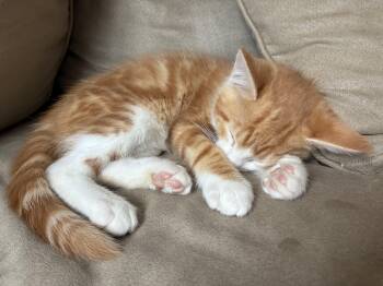 Weselton -  Domestic Short Hair Cat for Adoption in Portland, Oregon - Weselton | PetCurious