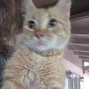 Queenie -  Domestic Medium Hair Cat for Adoption in Natchitoches, Louisiana - Queenie | PetCurious