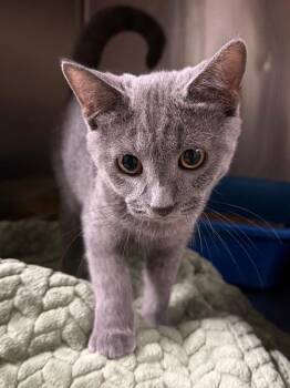 Elvis Purrsley (Petsmart) -  Domestic Short Hair Cat for Adoption in Ocala, Florida - Elvis Purrsley (Petsmart) | PetCurious