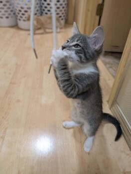 Ash -  Domestic Short Hair Cat for Adoption in Vancouver, Washington - Ash | PetCurious
