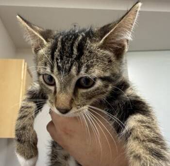 Mal -  Domestic Short Hair Cat for Adoption in Sacramento, California - Mal | PetCurious