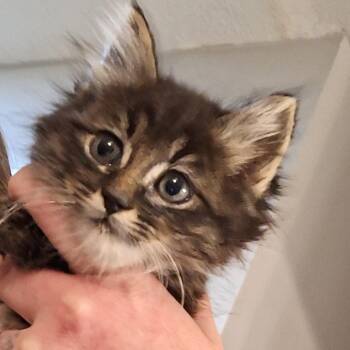 Hardy -  Domestic Short Hair Cat for Adoption in Grantsville, Utah - Hardy | PetCurious