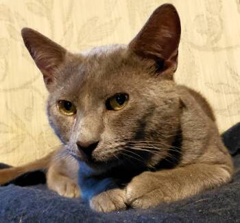 Graydon -  Domestic Short Hair and Russian Blue Cat for Adoption in Paris, Kentucky - Graydon | PetCurious