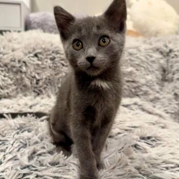 Athena -  Domestic Short Hair Cat for Adoption in Millcreek, Utah - Athena | PetCurious